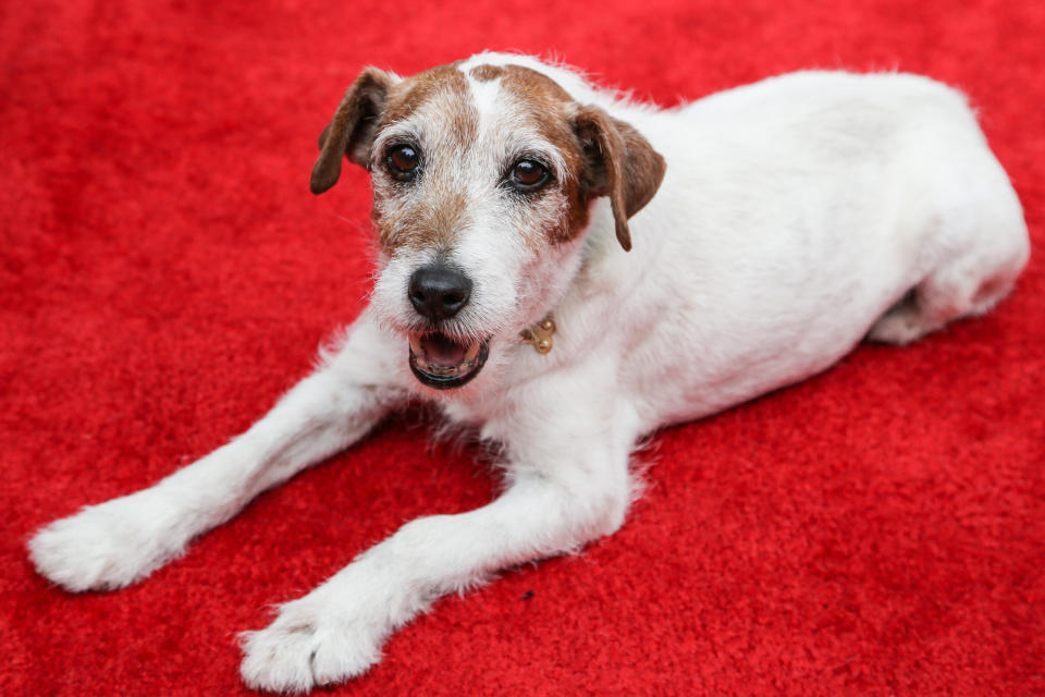 Actor dog Uggie attends Abercrombie &amp; Fitch's "Stars on the Rise" event. (Photo: Chelsea Lauren via Getty Images)