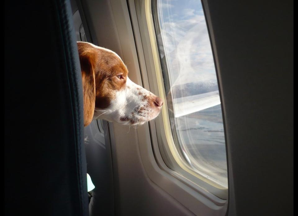 We've all seen those frequent flier pets under the seat next to us. And there's even an <a href="http://petairways.com/" target="_hplink">airline that flies</a> just for pets -- no humans on board besides those working. Looks like this pup prefers <a href="http://www.flickr.com/photos/ohadp/441564849/" target="_hplink">the window seat</a>.