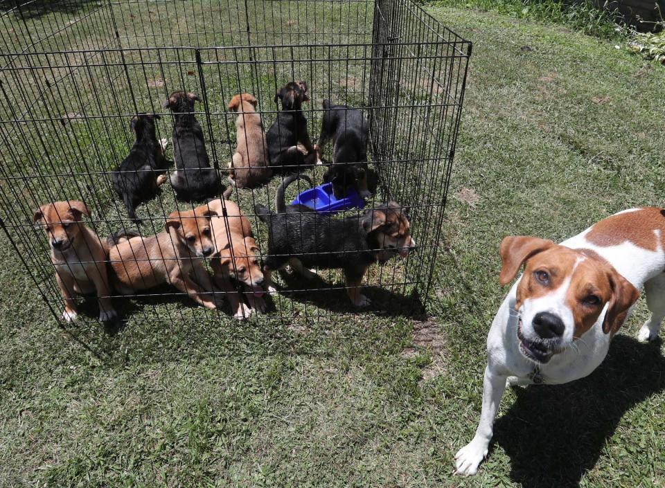 Crystal, a bluetick coonhound/beagle mix, with her 10 8-week-old puppies at the home of her owner, Stephanie Weese, in New Franklin. The puppies, five females and five males, will be available for adoption through Paws and Prayers Rescue.