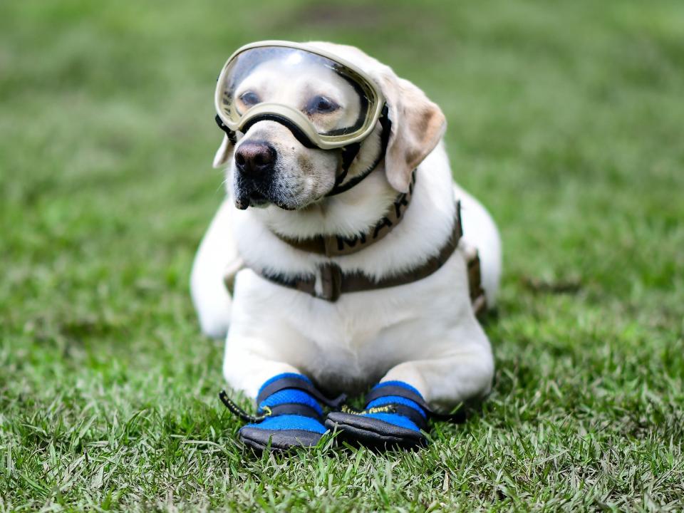 A labrador lays on the grass wearing googles and boots