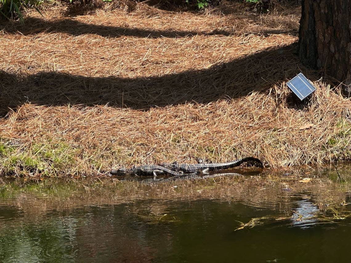 Baby alligators near the eighth hole during the first round of tournament play of the RBC Heritage Presented by Boeing on April 18, 2024 in Sea Pines on Hilton Head Island. Evan McKenna/emckenna@islandpacket.com