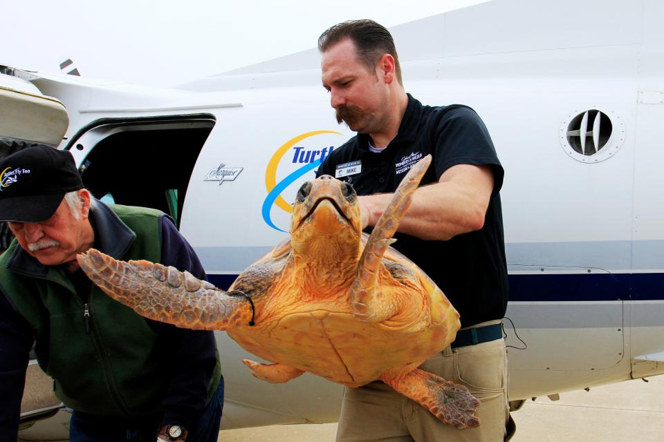 Wonders of Wildlife General Curator Mike Daniel carries a loggerhead turtle off a plane Jan. 2.