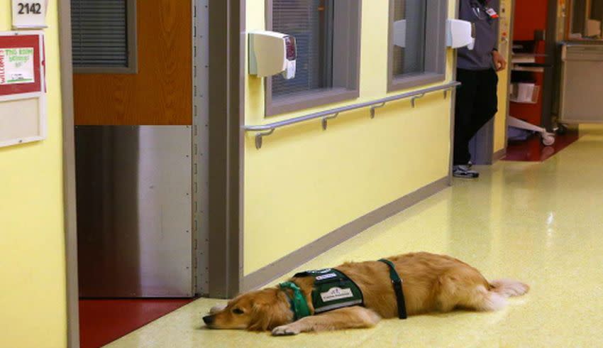 Uno de los perros entrenados de “Canine Assistans”, asociación que ha participado en el estudio