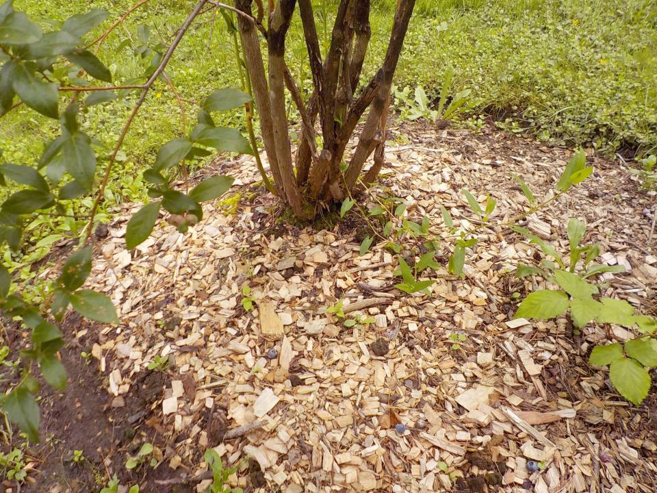 Wood chips make a good mulch for blueberry bushes.