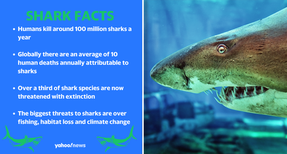 A list of facts about sharks next to an image of a grey nurse shark.