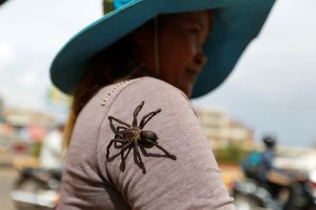 A tarantula walks on the shoulder of a spider hunter after she caught it at a field in Kampong Thom province in Cambodia, June 21, 2017. REUTERS/Samrang Pring
