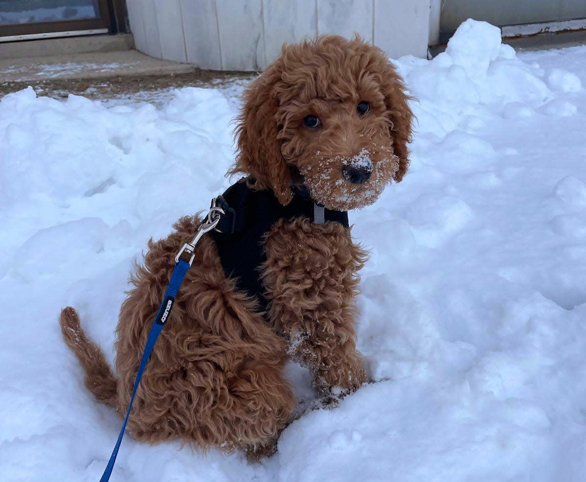 Titan, a 10-week-old double doodle, plays in the snow outside the Municipal Office Center on Friday, Jan. 27, 2023, in Port Huron. After a year, he can be certified as the city police department's therapy dog.