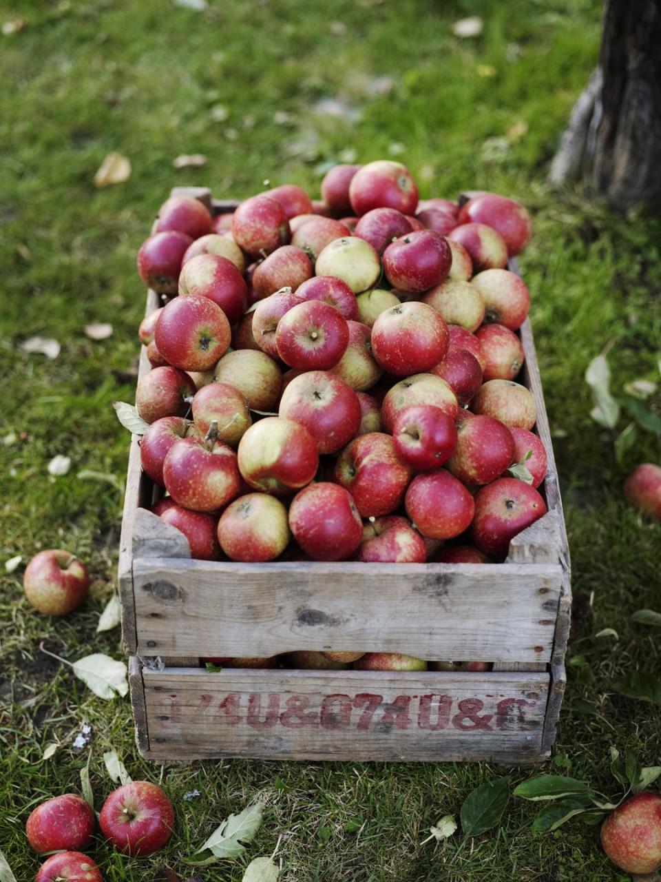 15) Wilkens Fruit & Fir Farm, New York