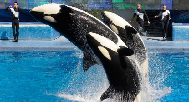 SeaWorld-Killer Whale Environment