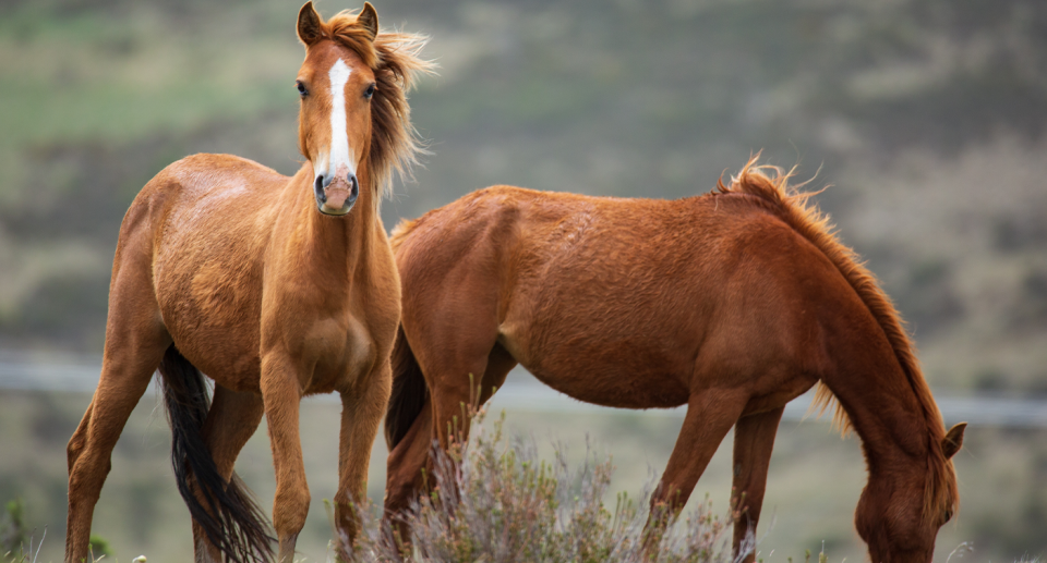 Two brown brumby horses are seen here in a stock image. 