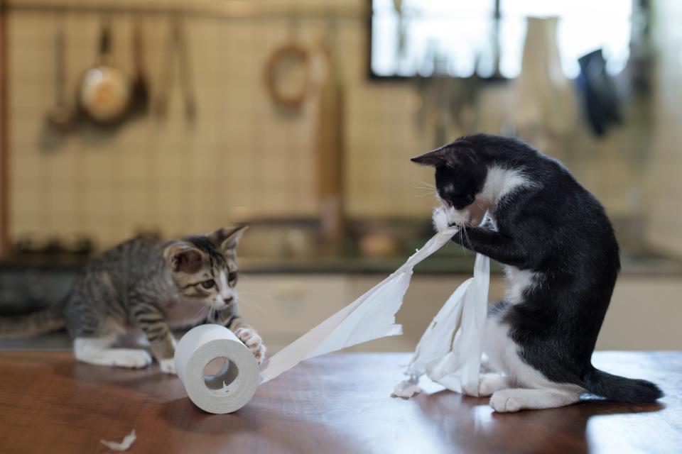 Two cats pull on a toilet paper roll