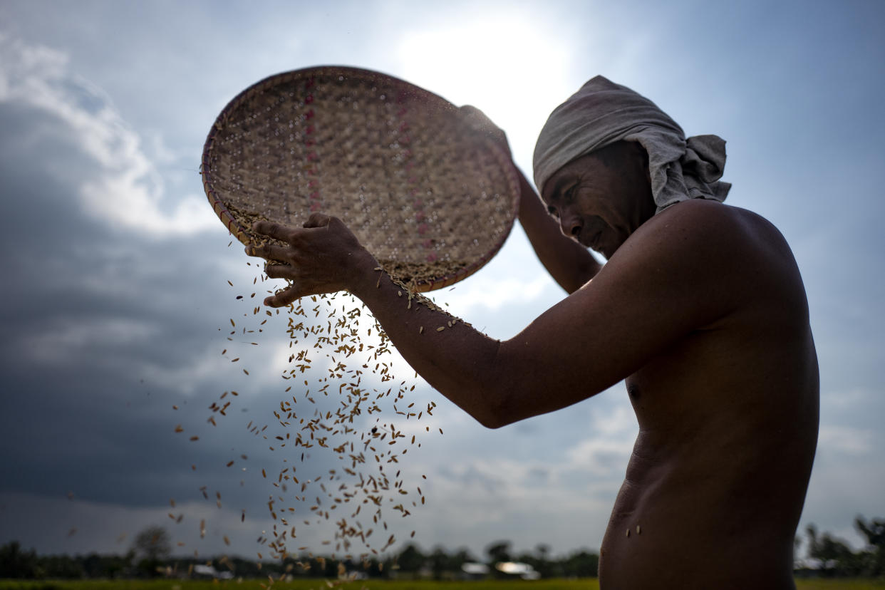 A farmer sun-drying his rice harvest on August 23, 2018 in Mamasapano, Maguindanao, southern Philippines. (Photo: Getty Images)