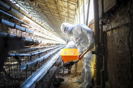 South Korean soldiers wearing protective gear clean a poultry farm where an outbreak of the bird flue virus was discovered, in Yangju, South Korea, in this handout picture provided by the 26th Mechanized Infantry Division and released by Yonhap on March 8, 2017. the 26th Mechanized Infantry Division/Yonhap/via REUTERS