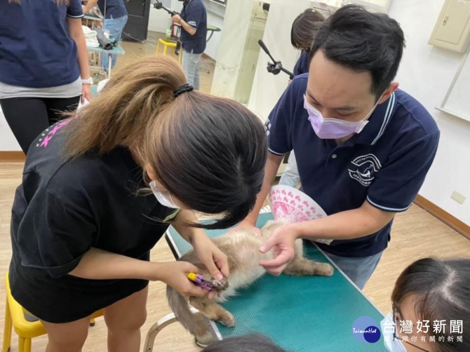 霧峰林家花園國際教育中心「C級貓美容證照輔導班」為證照先修班，教導愛貓民眾如何自己做貓美容。（圖/霧峰林家花園國際教育中心）