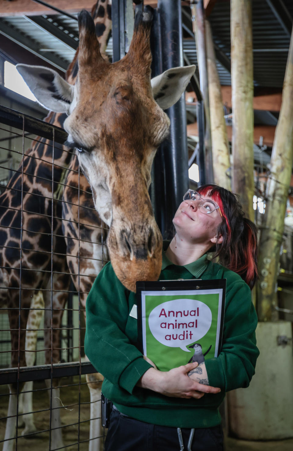 Rhiannon Wolff counts the giraffes during Marwell Zoo’s annual animal audit (Marwell Zoo/PA Wire)