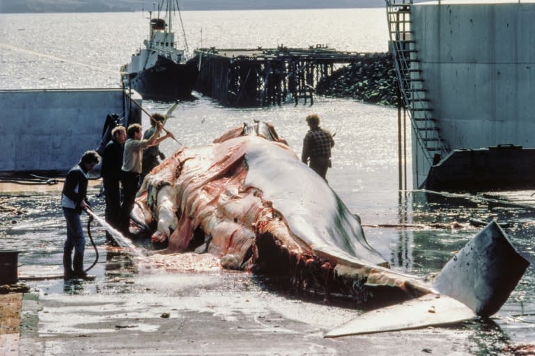 Unos balleneros cortan una ballena en la bahía de Hvalffjordur, a las afueras de Reikiavik, el 21 de junio de 1983 (Lennart Isaksson)