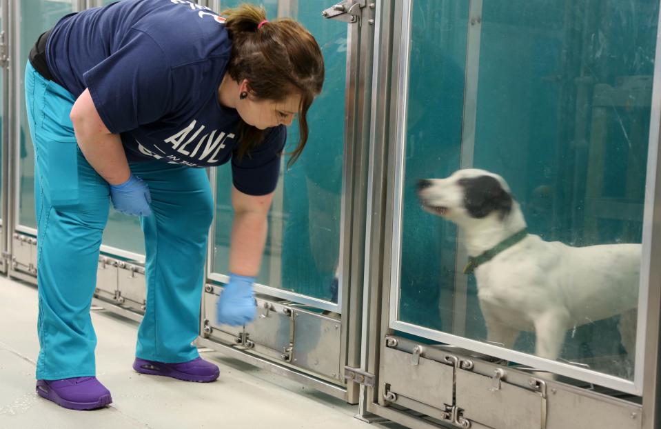 Tanisha Reed, clinic supervisor, gives medicine to a dog July 11 at the Oklahoma City Animal Shelter.