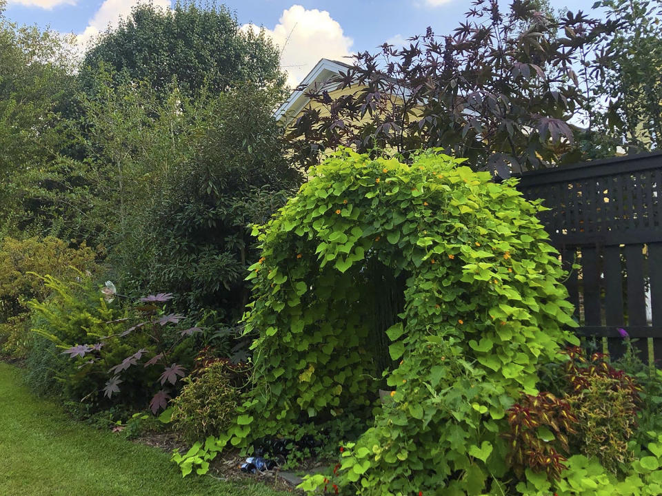 This undated image provided by Brie Arthur shows Treasure Island sweet potato plants covering a trellis in a "foodscaped" garden in Fuquay-Varina, North Carolina. (Brie Arthur via AP)