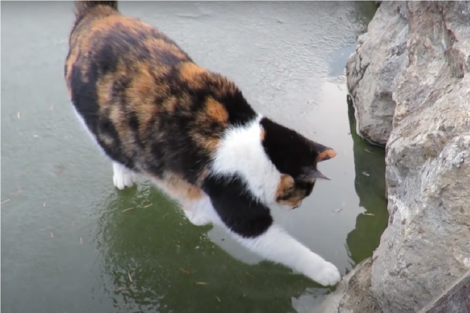 <p>三花貓想吃魚，貓掌咚咚咚狂指「結冰湖面」（圖／Youtube＠haha ha）</p>
