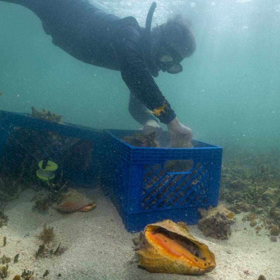 Florida Fish and Wildlife Conservation Commission associate research scientist Gabriel Delgado places Queen Conchs into a milk crate for transportation to deeper waters where the snails have a higher chance of successfully mating, during a dive with FWC on Monday, June 10, 2024, in Miami, Fla.