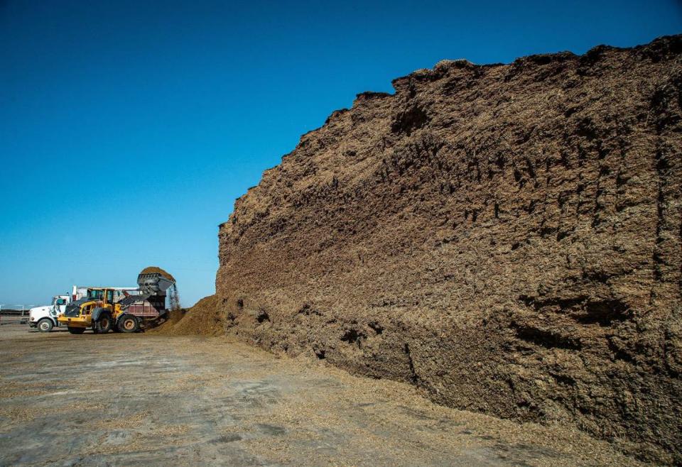 A front end loader loads a truck with triticale silage from a large silage storage pile at Hoxie Feedyard in Sheridan County, Kansas.