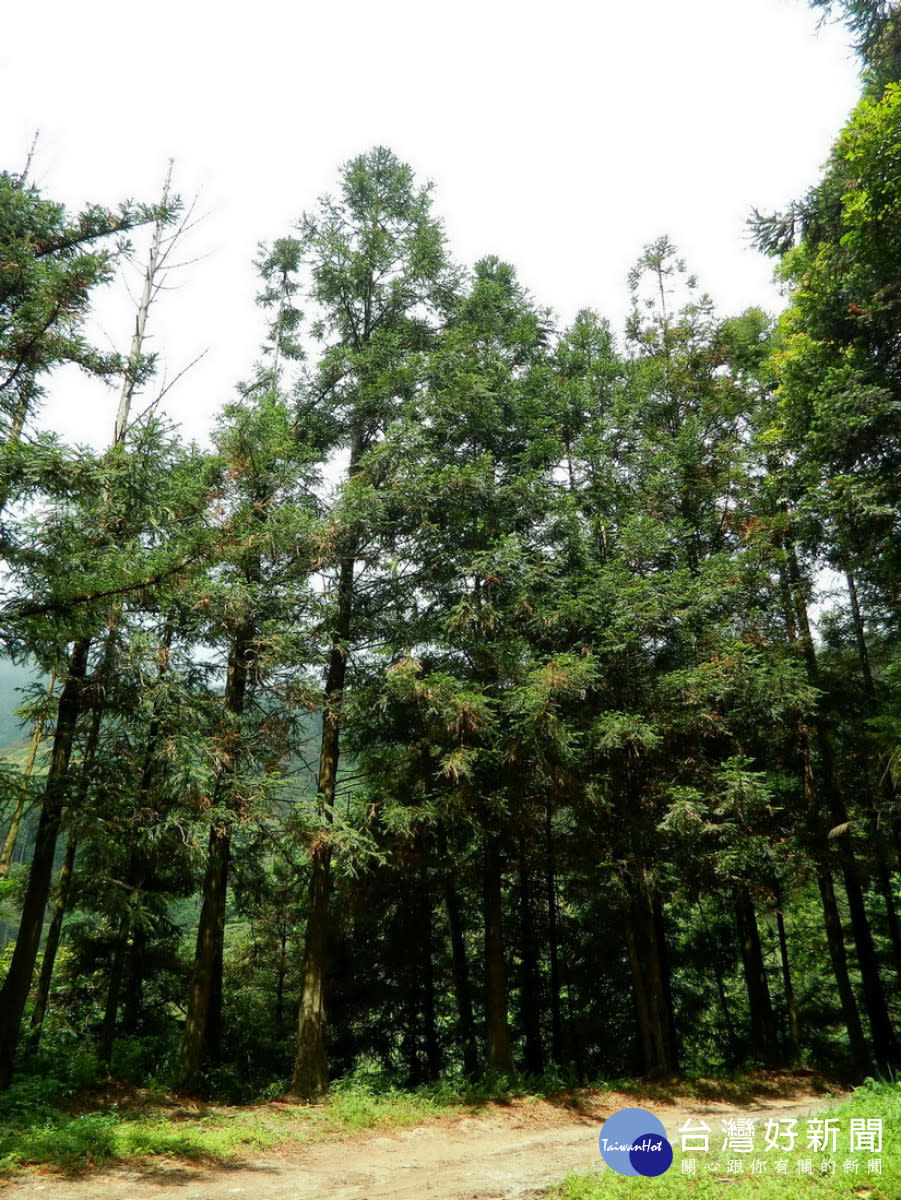 巒大杉因木材芳香濃郁，故又稱「香杉」。(圖/南投分署提供) 