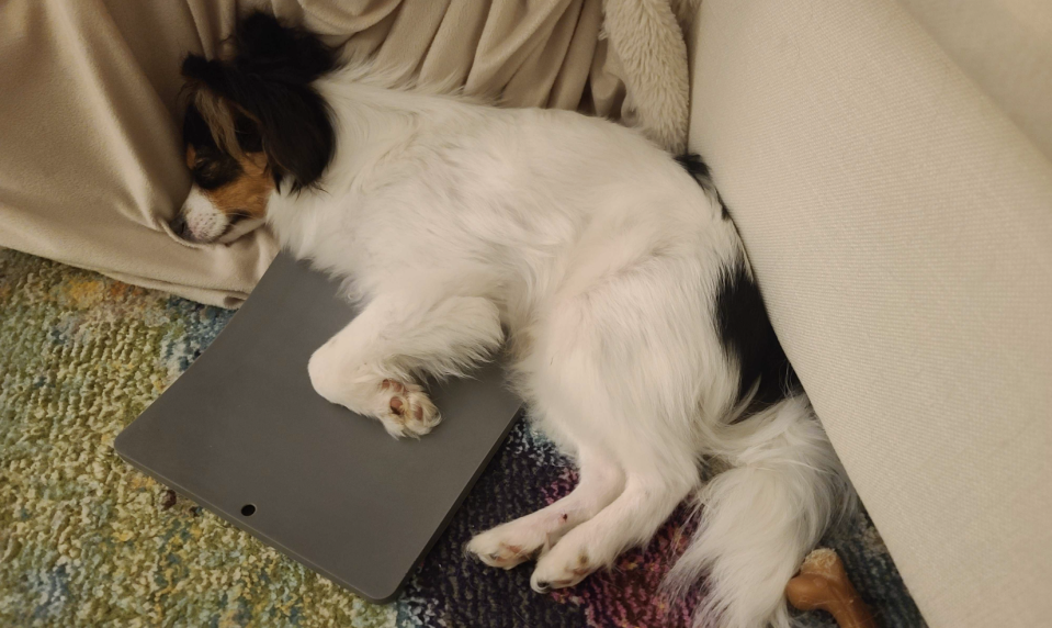 Best gifts for your pet for Valentine's Day: Silicone mat