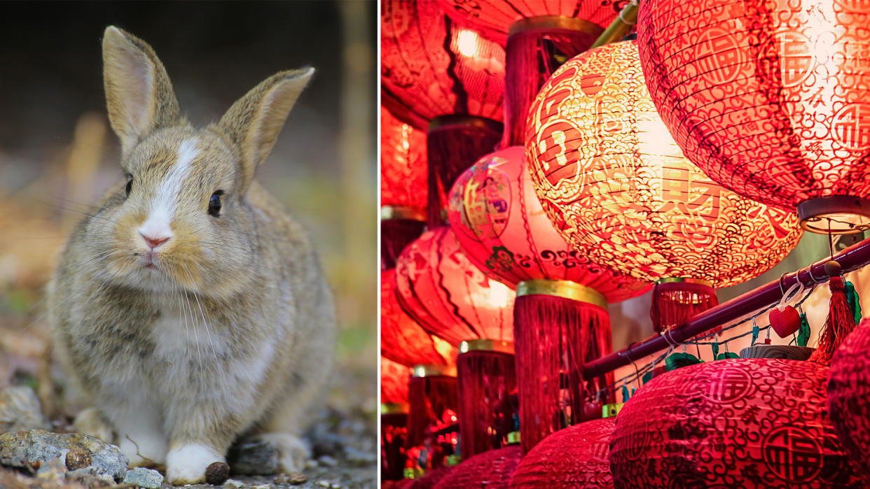 A rabbit and Chinese lanterns