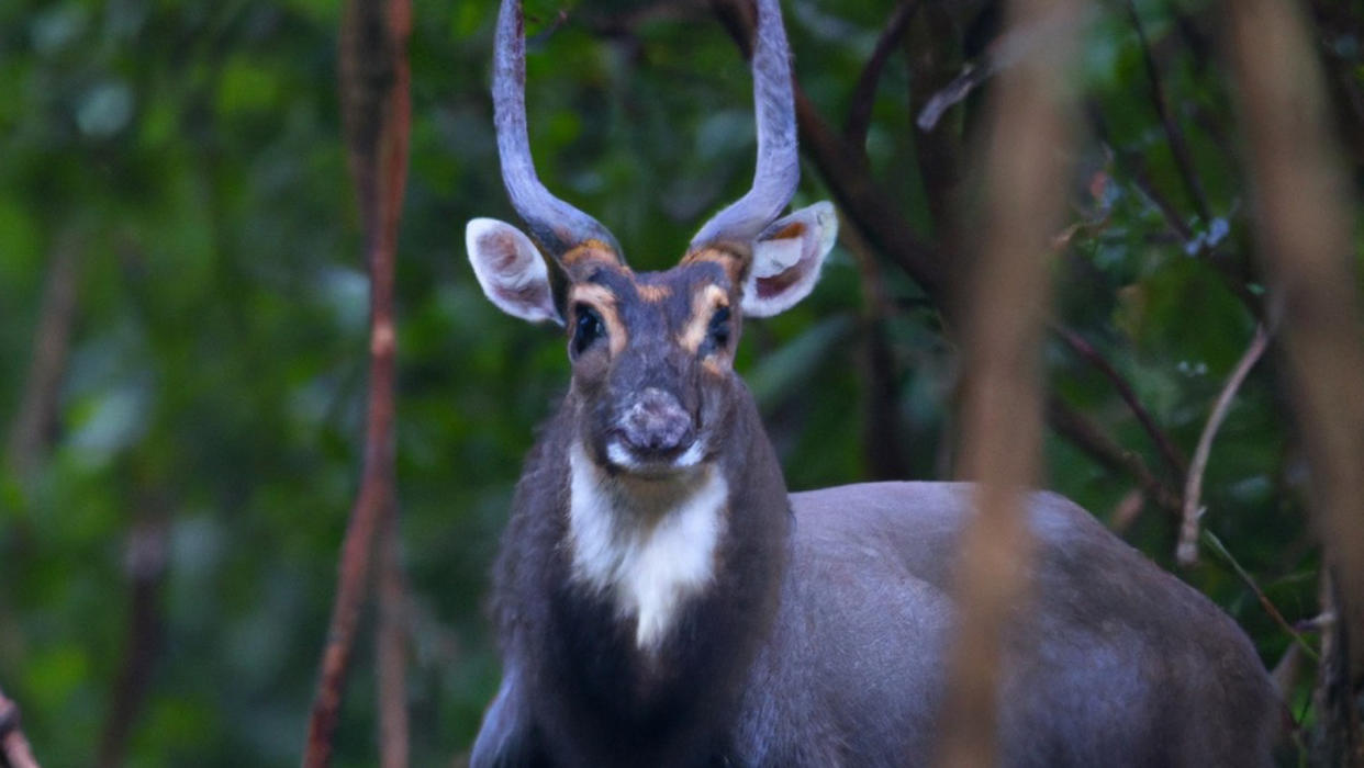 A dark, deer-like animal peers between trees in a forest