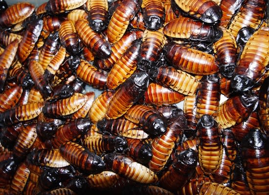 7 Facts About Cockroaches You Won't Want to Believe