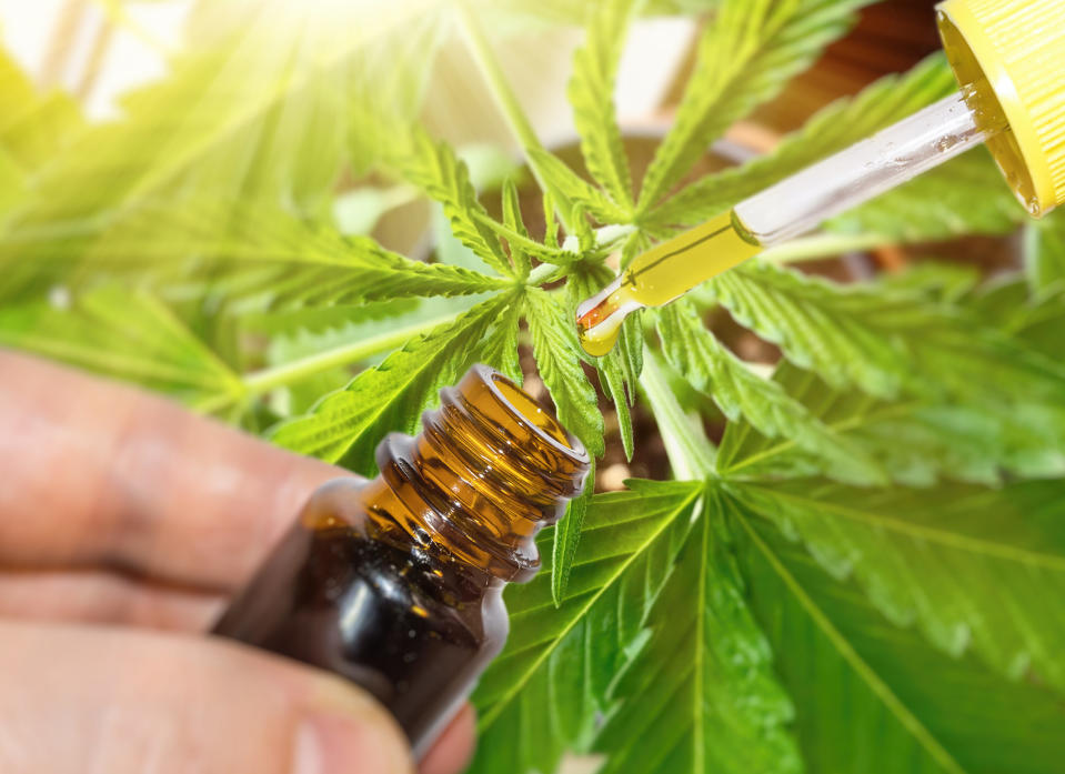 Das entzündungshemmende CBD-Öl wird aus der Cannabispflanze gewonnen. (Symbolbild: Getty Images)