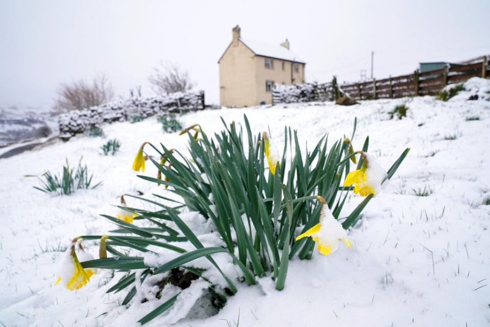 Daffodil blooms in the snow near Stanhope, in Northumberland – a reminder that spring cannot be stopped (Owen Humphreys/PA) (PA Wire)