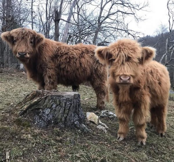 蘇格蘭高地牛模樣可愛。（圖／翻攝自 Happy Hens & Highlands 的 IG ）