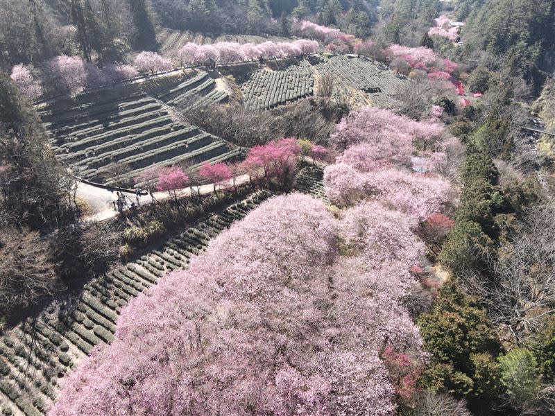 113年武陵農場櫻花季正式於2月8日登場。（圖／武陵農場提供）