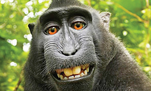 QUIRKY WORLD  There's no monkey business in taking a selfie