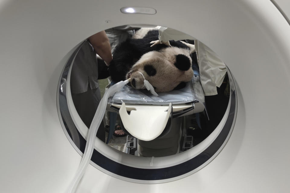 In this photo released by the Taipei Zoo, the ailing giant panda Tuan Tuan is placed through a CT machine in Taipei, Taiwan on Saturday, Nov. 19, 2022. Tuan Tuan, one of two giant pandas gifted to Taiwan from China, died Saturday, Nov. 19, 2022 after a brief illness, the Taipei Zoo said. (Taipei Zoo via AP)