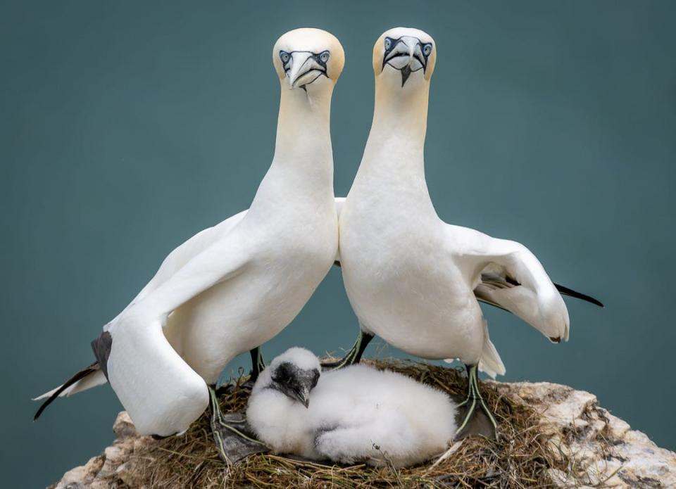 A pair of gannets with their wings around each other over a baby gannet in a nest.