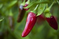 <p>Not only do chilli plants look stylish, they’re also a super healthy way of adding a hit of flavour to your food. Chillies are rich in antioxidants and contain even more vitamin C than oranges! </p><p>A compound called capsicum is responsible for a chilli's spicy nature and comes with pain relieving properties. In fact, the active ingredient in topical preparations of capsicum is approved by the Food & Drug Administration for pain relief induced by rheumatoid arthritis, osteoarthritis, psoriasis, shingle and even nerve pain due to diabetics. There has also been interesting research conducted on potential metabolism boosting and fat burning properties of chillies, however the evidence is mixed and more research is needed. </p><p><strong>How to use: </strong>Once your chillies are harvested you can freeze or dry for use at a later date. Chillies make a perfect replacement for salt for a flavoursome punch to your food. Try adding to soups, curries, stews, dressings or your avocado toast! </p><p><a class="link " href="https://www.suttons.co.uk/Gardening/Vegetable+Plants/Popular+Vegetable+Plants/Chilli+Plants+and+Peppers/Pepper+Chilli+Windowsill+Fiery+Flames+1+P12_249448.htm" rel="nofollow noopener" target="_blank" data-ylk="slk:BUY NOW;elm:context_link;itc:0;sec:content-canvas">BUY NOW</a></p>