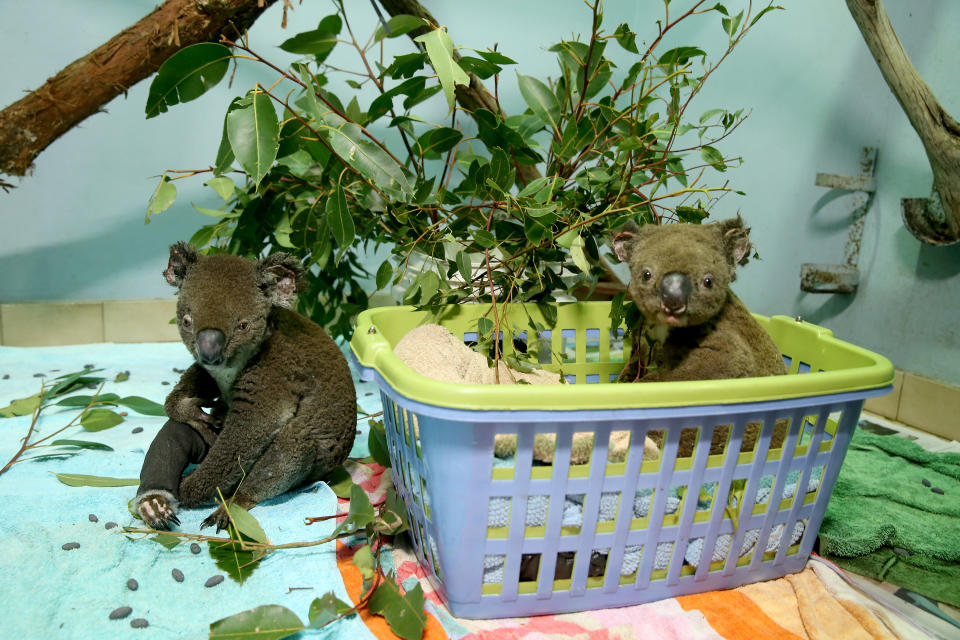 Koalas se recuperan de las quemaduras en el Hospital Port Macquarie en Port Macquarie, Australia (Foto de Nathan Edwards / Getty Images)