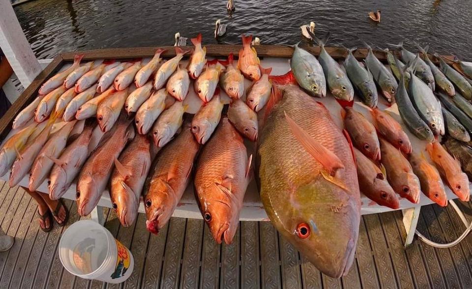 A catch of mutton snapper, lane snapper and blue runners bent rods on Nov. 26, 2023 for anglers aboard Safari I party boat out of Pirates Cove Resort in Port Salerno.