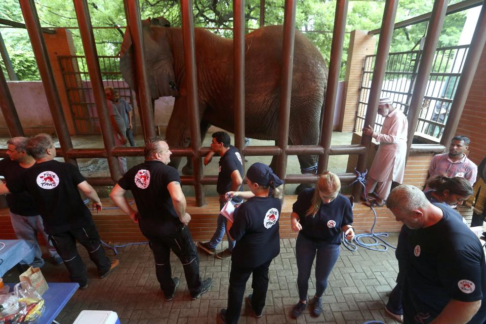 Veterinarians from the global animal welfare organization Four Paws prepare to conduct dental surgery on an elephant at a zoo, in Karachi, Pakistan, Wednesday, Aug. 17, 2022. The veterinarians began a series of surgeries on a pair of elephants. During a previous visit last year, vets from Four Paws examined four elephants in Karachi and determined that one of the animals needs a “complicated” surgery to remove a damaged and infected tusk. A second elephant has dental problems and a medical issue with a foot, the vets said at the time. (AP Photo/Fareed Khan)