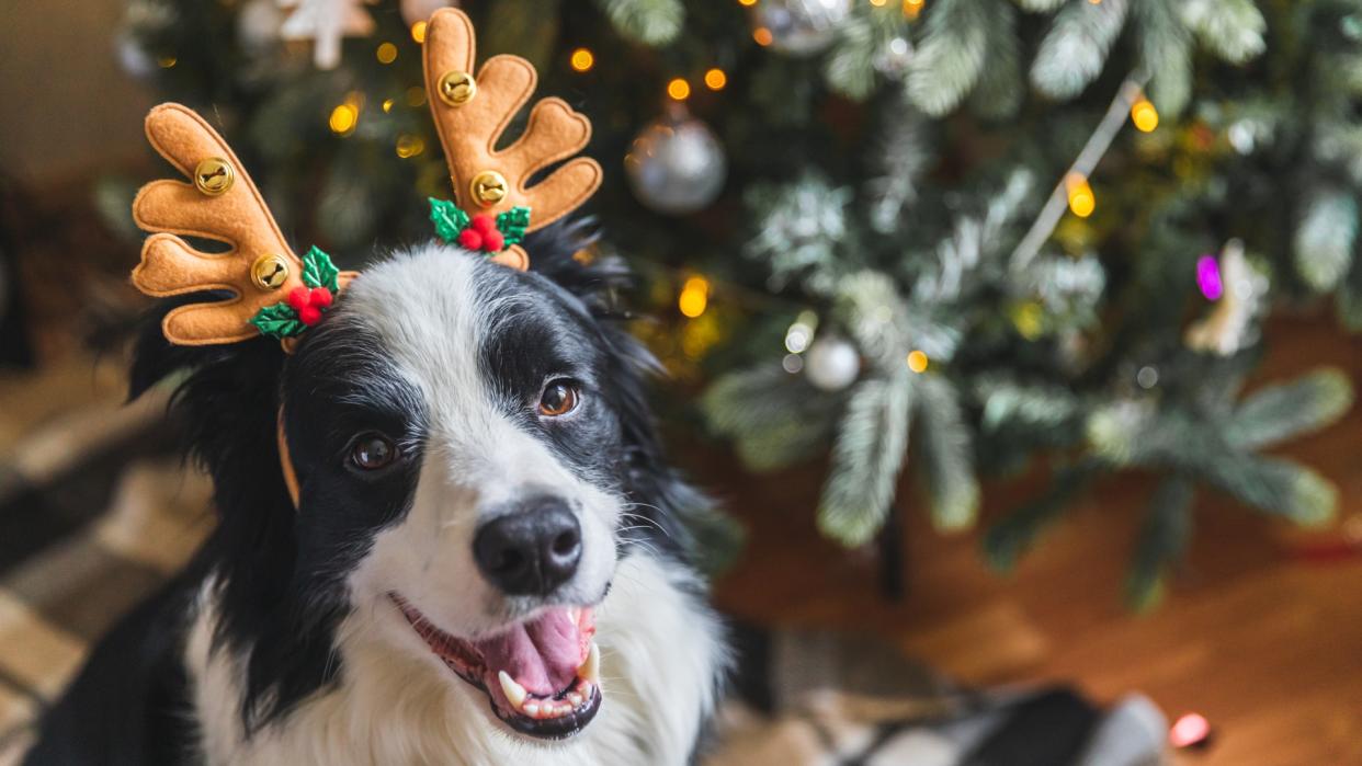  Border Collie wearing reindeer antlers and sat beside Christmas tree. 