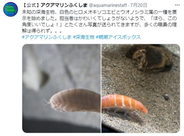 未知新物種「超新鮮」會游泳的握壽司　日本網友吵翻：鮭魚還是鮮蝦