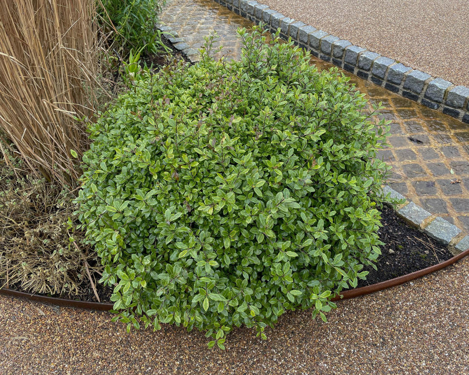 PITTOSPORUM TENUIFOLIUM ‘GOLF BALL’