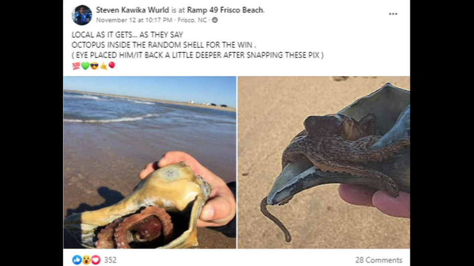 Steven Kawika Wurld reported Nov. 12 that he found an octopus in a seashell while visiting Ramp 49 Frisco Beach on the Outer Banks.