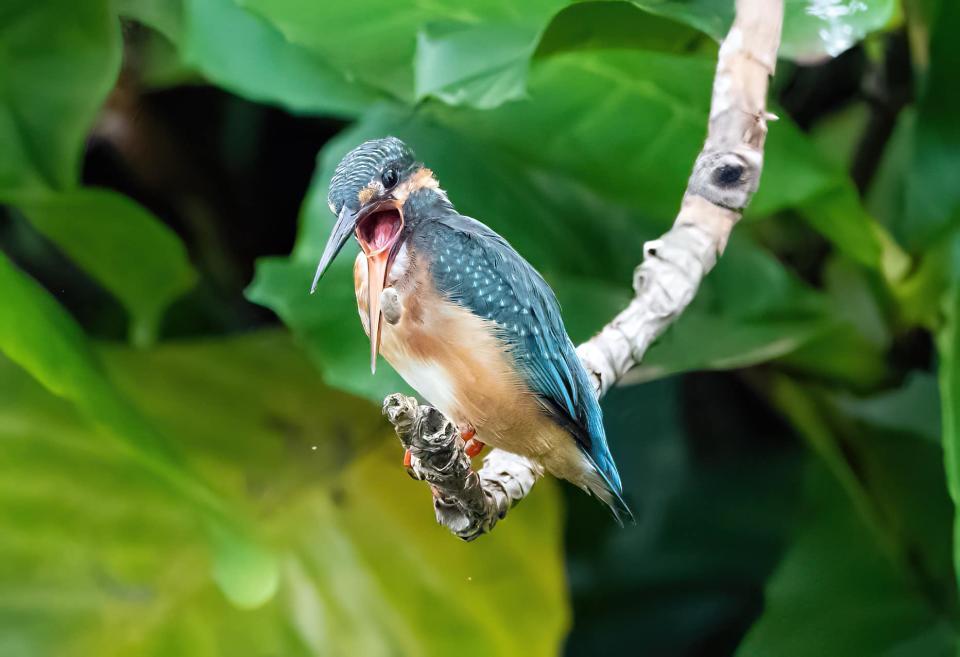 A common kingfisher in the Singapore Botanic Gardens regurgitating a pellet of undigested food. (Photo courtesy of Andrew Hunt)