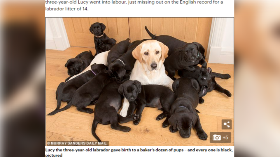 米白色拉不拉多「露西」產下13隻幼犬全是黑色的。（圖／翻攝自《每日郵報》）