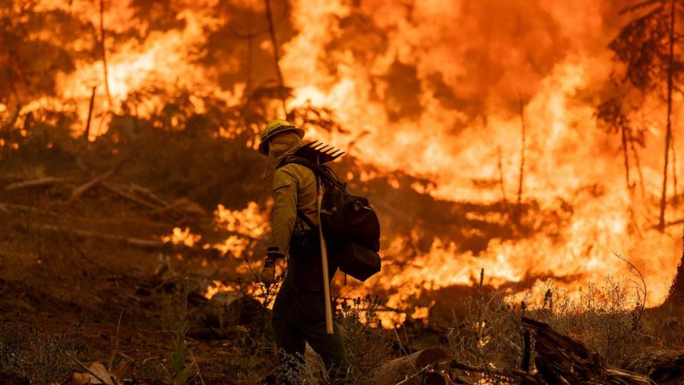 PHOTO: Flames quickly grow as firefighters set a backfire on the eastern front of the Park Fire, which has grown to 360,141 acres and is 12 percent contained, on July 28, 2024 near Chico, California. (David Mcnew/Getty Images)