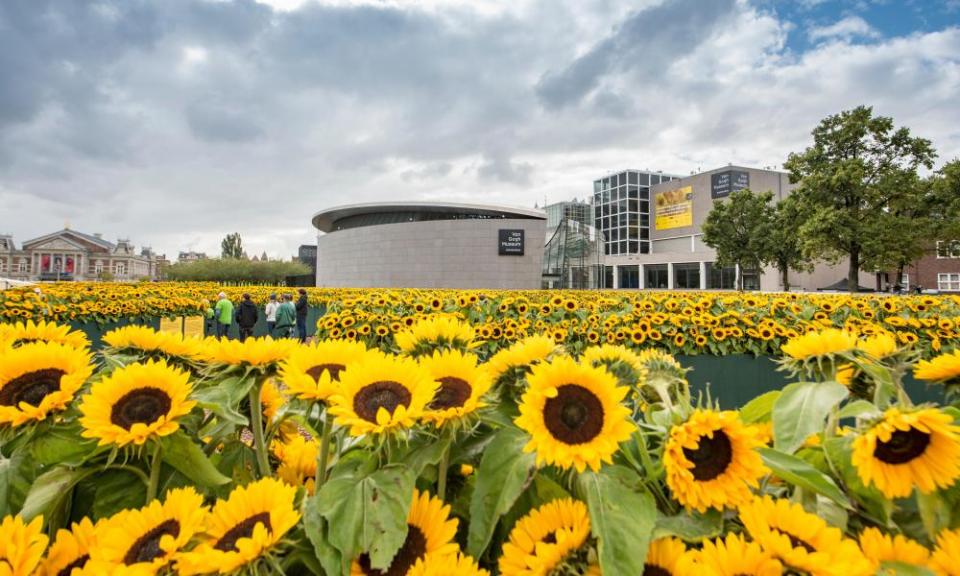 Sunflowers in the garden of the Van Gogh Museum, Amsterdam.