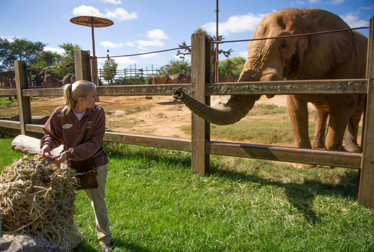Tonka, a male African elephant, motions through a fence at Becca Wyatt, senior elephant keeper, as she prepares to feed him during a training session at Zoo Knoxville in 2014.